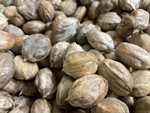 SEED/Campbell Shellbark Hickory x Shagbark Hickory (C.ovata)
